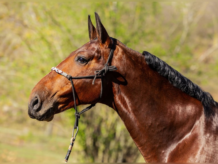 PRE Wallach 7 Jahre 169 cm Dunkelbrauner in Sant joan de les abadesses