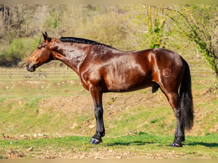 PRE Wallach 7 Jahre 169 cm Dunkelbrauner in Sant joan de les abadesses