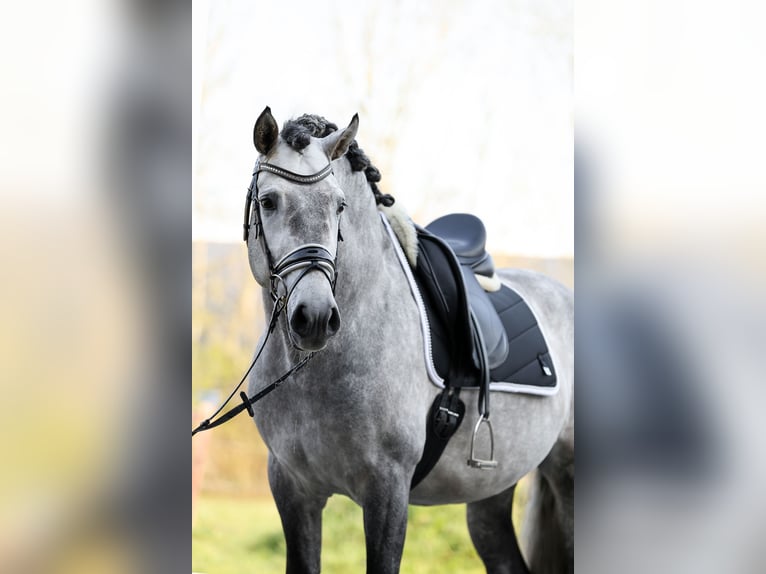 PRE Mix Wallach 7 Jahre 170 cm Apfelschimmel in Bad Zwischenahn