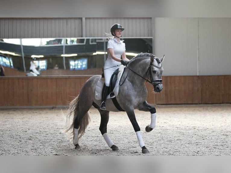PRE Mix Wallach 7 Jahre 170 cm Apfelschimmel in Bad Zwischenahn
