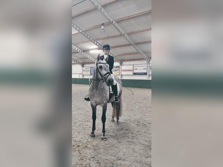 PRE Mix Wallach 7 Jahre 170 cm Apfelschimmel in Bad Zwischenahn
