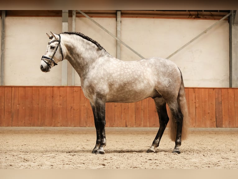 PRE Mix Wallach 7 Jahre 170 cm Apfelschimmel in Bad Zwischenahn