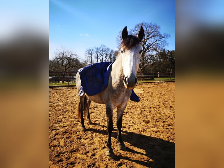 PRE Wallach 7 Jahre 170 cm Apfelschimmel in Dinkelsbühl