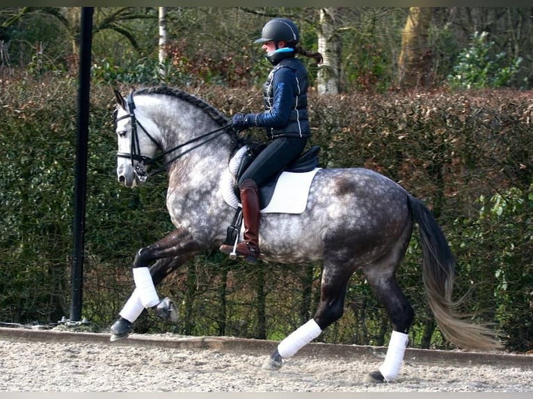 PRE Mix Wallach 7 Jahre 170 cm Apfelschimmel in Großenkneten