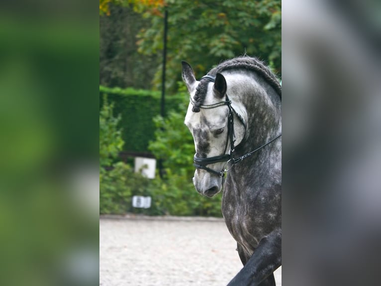 PRE Mix Wallach 7 Jahre 170 cm Apfelschimmel in Großenkneten