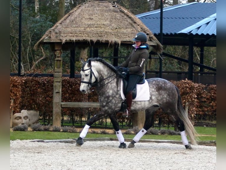 PRE Mix Wallach 7 Jahre 170 cm Apfelschimmel in Großenkneten