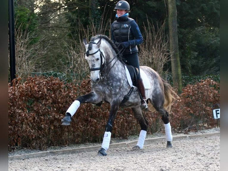 PRE Mix Wallach 7 Jahre 170 cm Apfelschimmel in Großenkneten