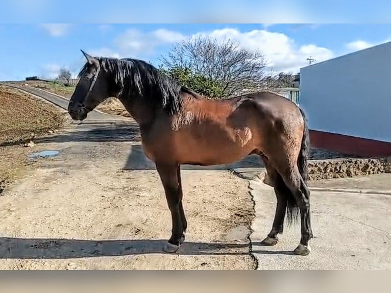 PRE Wallach 7 Jahre 170 cm Rappe in Sevilla