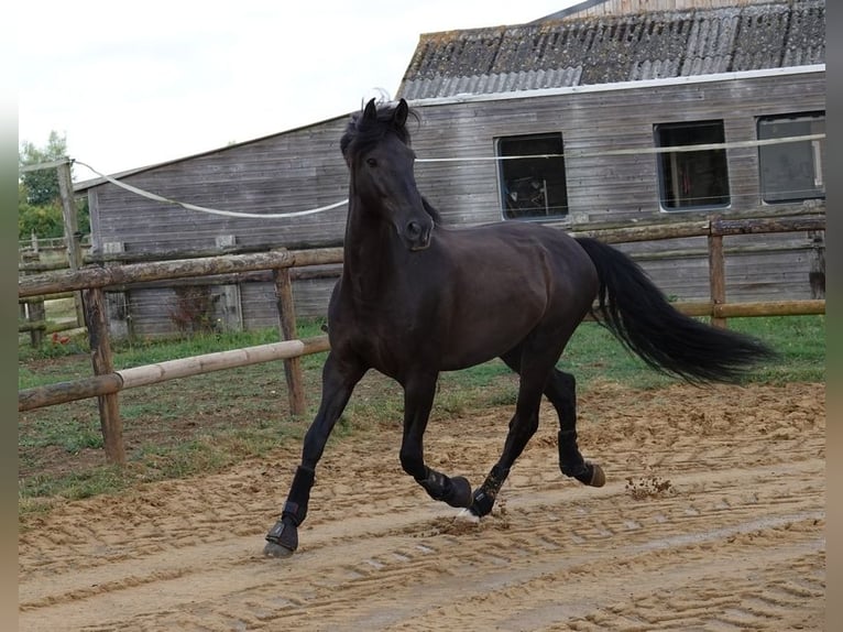 PRE Wallach 7 Jahre 170 cm Rappe in champfleur