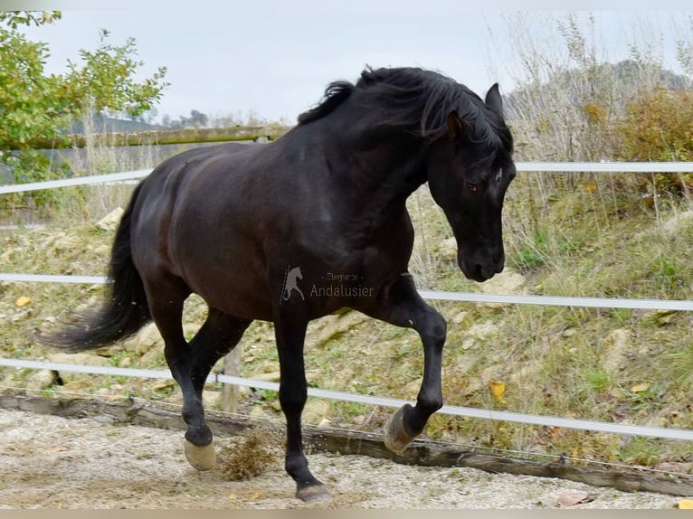 PRE Wallach 7 Jahre 170 cm Rappe in Penne d&#xB4;Agenais