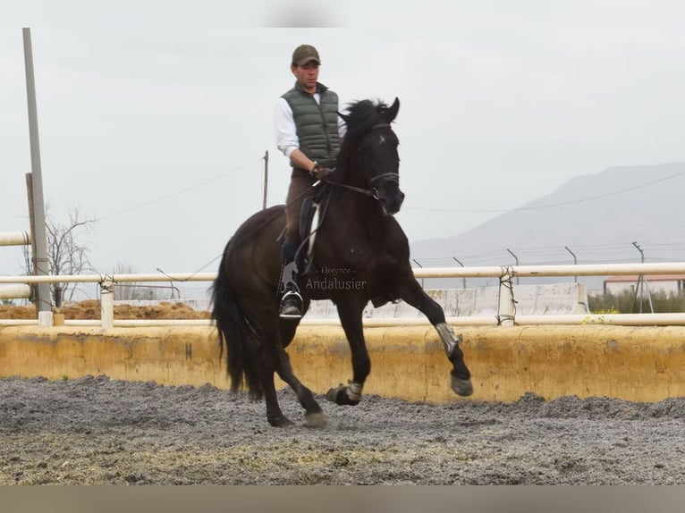 PRE Mix Wallach 7 Jahre 170 cm Rappe in Penne d&#xB4;Agenais