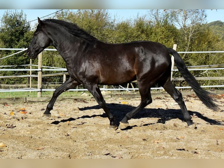 PRE Wallach 7 Jahre 170 cm Rappe in Penne d&#xB4;Agenais