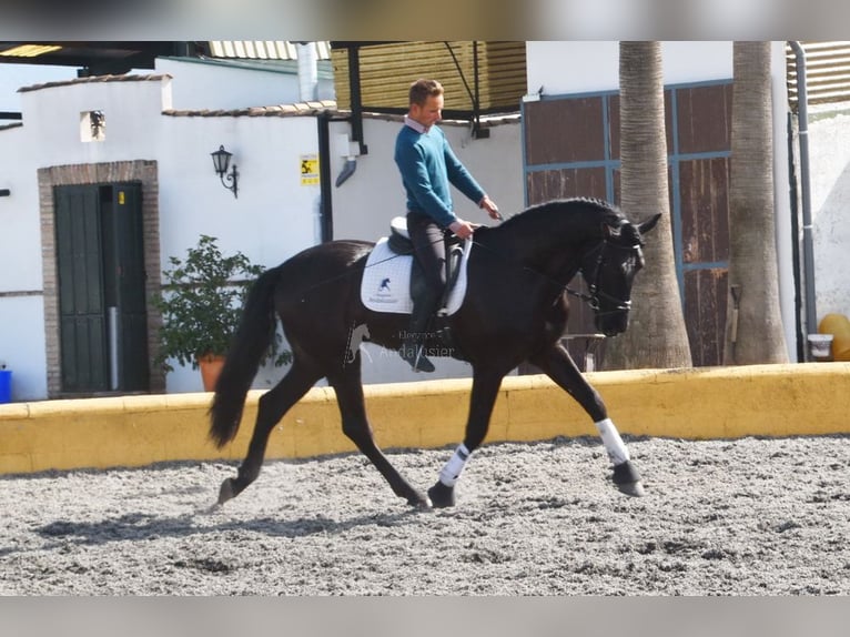PRE Mix Wallach 7 Jahre 170 cm Rappe in Penne d&#xB4;Agenais