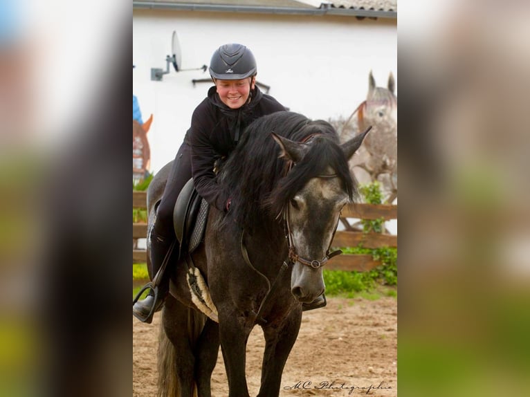 PRE Wallach 7 Jahre 170 cm Rappschimmel in Polenz
