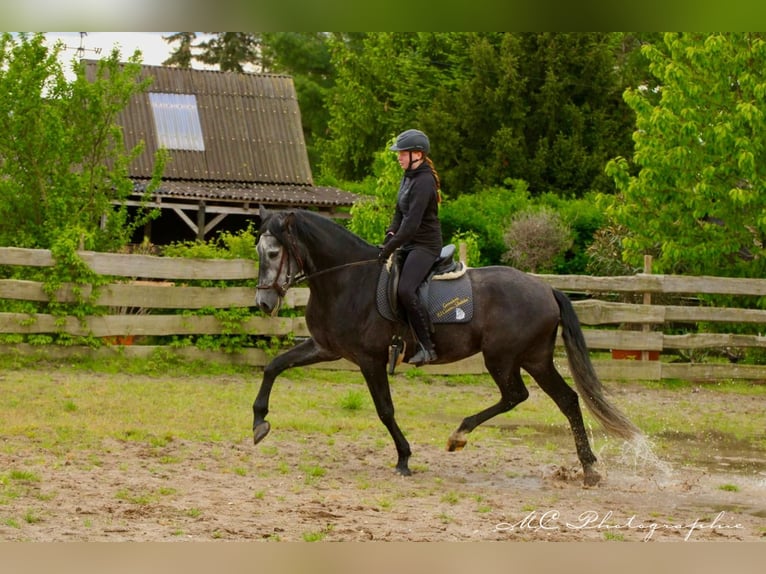 PRE Wallach 7 Jahre 170 cm Rappschimmel in Polenz