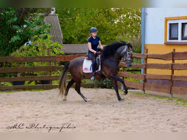 PRE Wallach 7 Jahre 170 cm Rappschimmel in Polenz