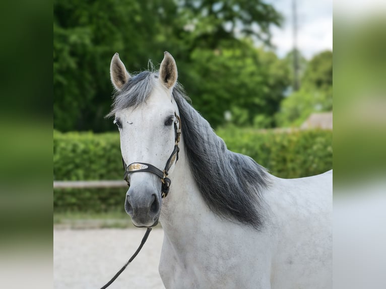 PRE Wallach 7 Jahre 170 cm Schimmel in Neustadt (Wied)