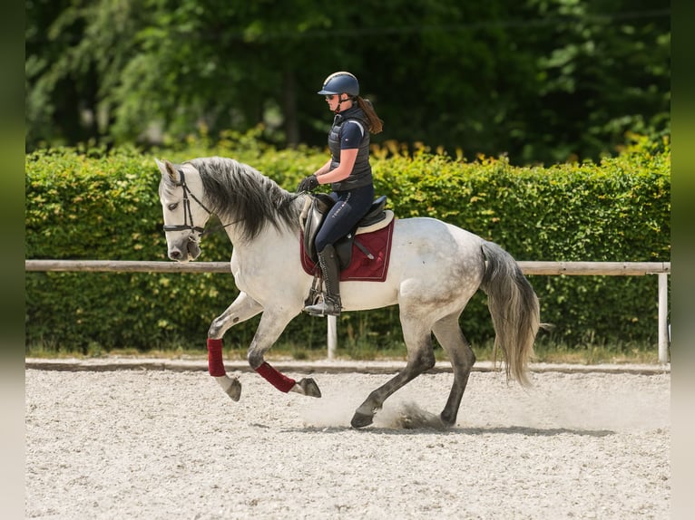 PRE Wallach 7 Jahre 170 cm Schimmel in Neustadt (Wied)