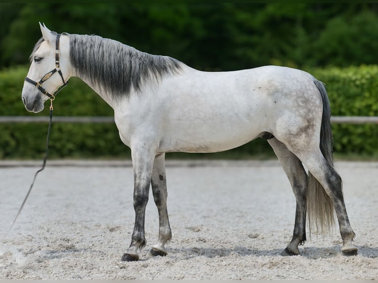PRE Wallach 7 Jahre 170 cm Schimmel in Neustadt (Wied)