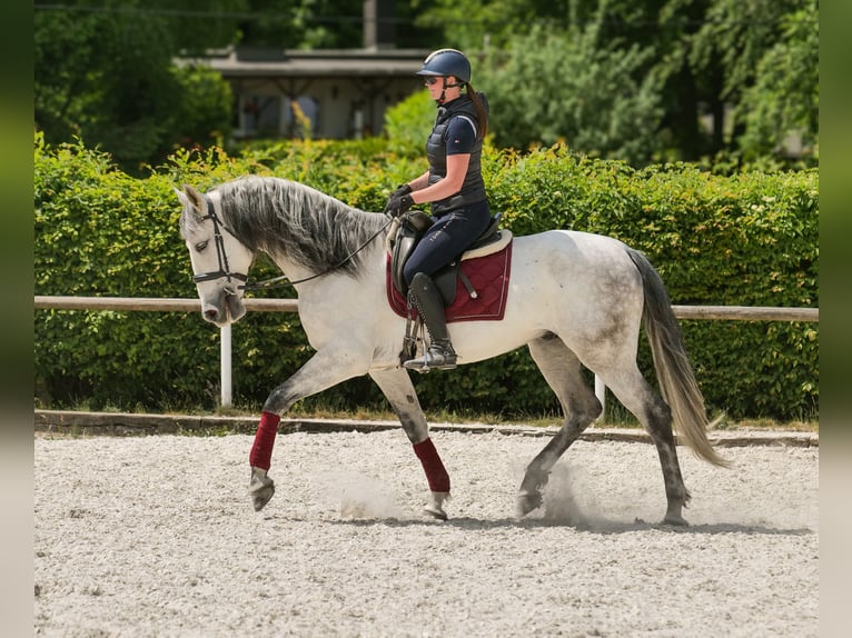 PRE Wallach 7 Jahre 170 cm Schimmel in Neustadt (Wied)