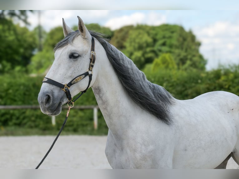 PRE Wallach 7 Jahre 170 cm Schimmel in Neustadt (Wied)