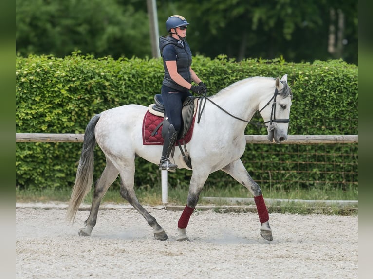 PRE Wallach 7 Jahre 170 cm Schimmel in Neustadt (Wied)