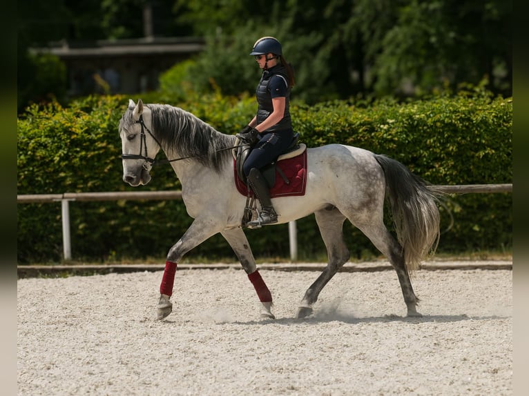 PRE Wallach 7 Jahre 170 cm Schimmel in Neustadt (Wied)