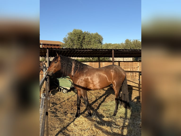 PRE Wallach 7 Jahre 171 cm Brauner in Torrejón de Ardoz
