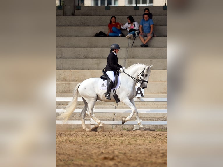 PRE Wallach 7 Jahre 172 cm Schimmel in Moalde (San Mamede)