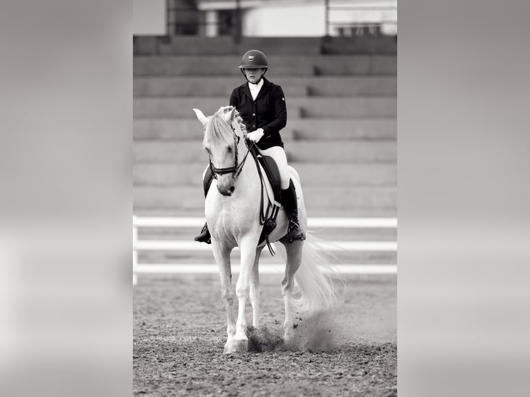 PRE Wallach 7 Jahre 172 cm Schimmel in Moalde (San Mamede)