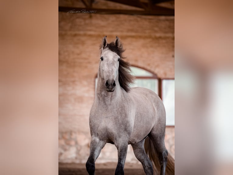 PRE Mix Wallach 7 Jahre 175 cm in El Catllar