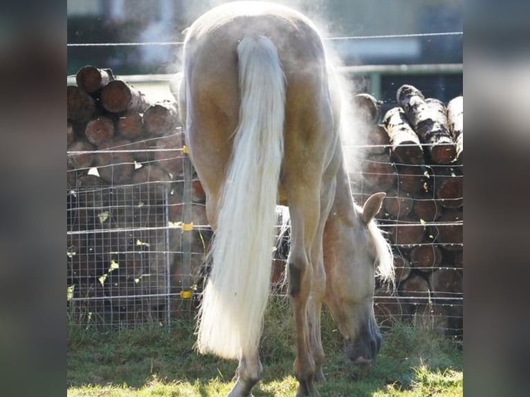 PRE Wallach 7 Jahre Palomino in Krumbach