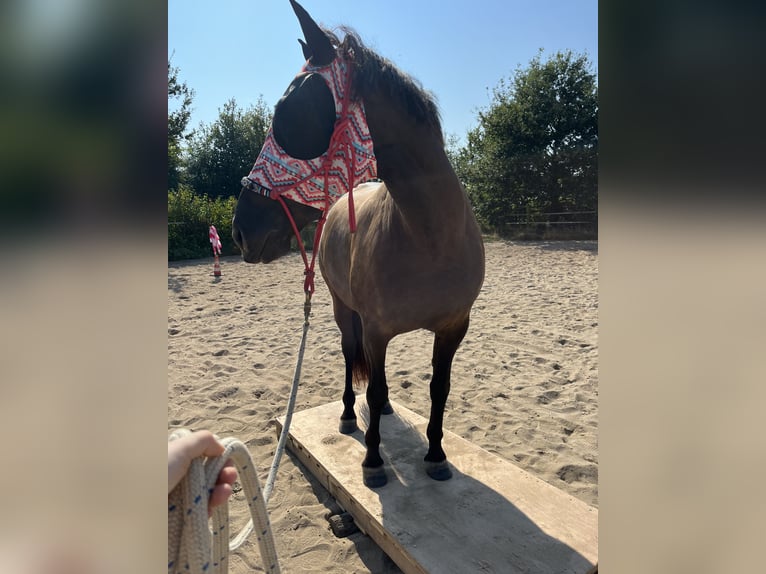 PRE Mix Wallach 8 Jahre 151 cm Dunkelbrauner in M&#xF6;nchengladbach