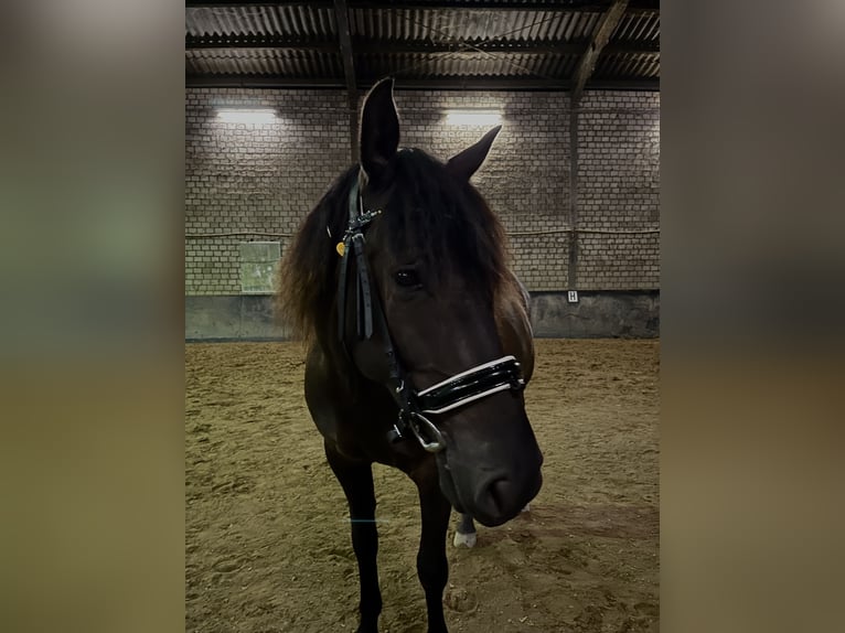 PRE Mix Wallach 8 Jahre 151 cm Dunkelbrauner in M&#xF6;nchengladbach