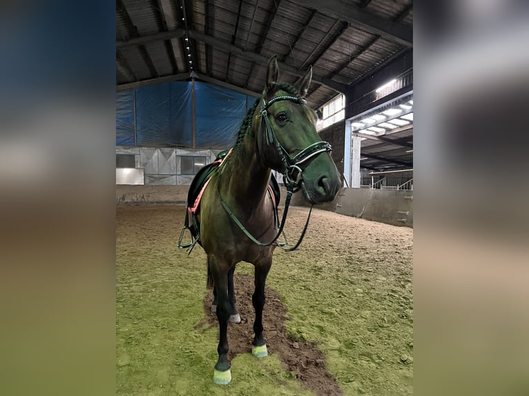 PRE Mix Wallach 8 Jahre 151 cm Dunkelbrauner in M&#xF6;nchengladbach