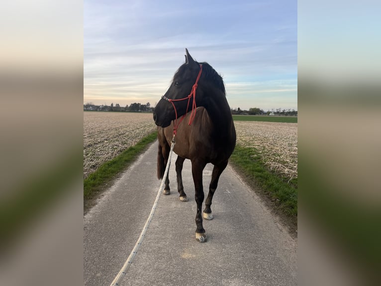 PRE Mix Wallach 8 Jahre 151 cm Dunkelbrauner in M&#xF6;nchengladbach