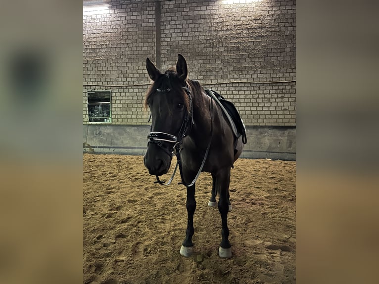 PRE Mix Wallach 8 Jahre 151 cm Dunkelbrauner in M&#xF6;nchengladbach