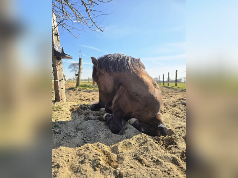 PRE Mix Wallach 8 Jahre 151 cm Dunkelbrauner in M&#xF6;nchengladbach