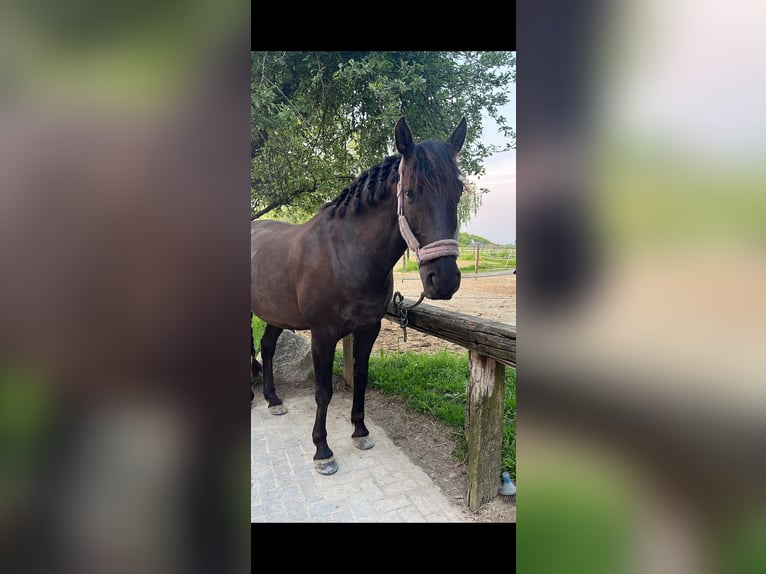 PRE Mix Wallach 8 Jahre 151 cm Dunkelbrauner in M&#xF6;nchengladbach