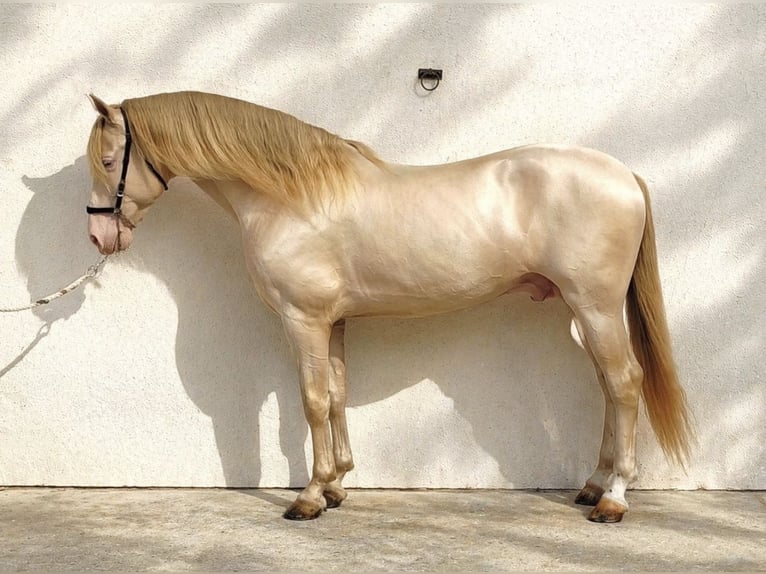 PRE Wallach 8 Jahre 154 cm Cremello in Alcobendas