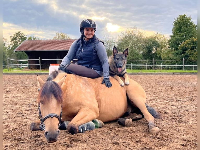 PRE Wallach 8 Jahre 156 cm Falbe in Mönchsroth