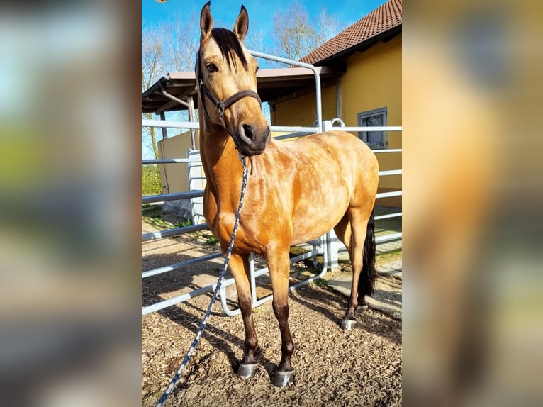 PRE Wallach 8 Jahre 156 cm Falbe in Mönchsroth