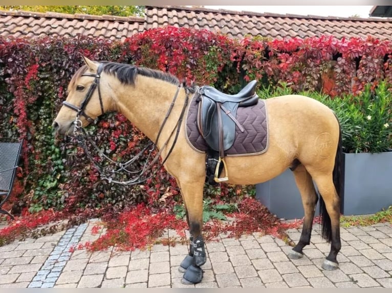 PRE Wallach 8 Jahre 156 cm Falbe in Mönchsroth