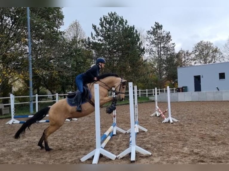 PRE Wallach 8 Jahre 156 cm Falbe in Mönchsroth