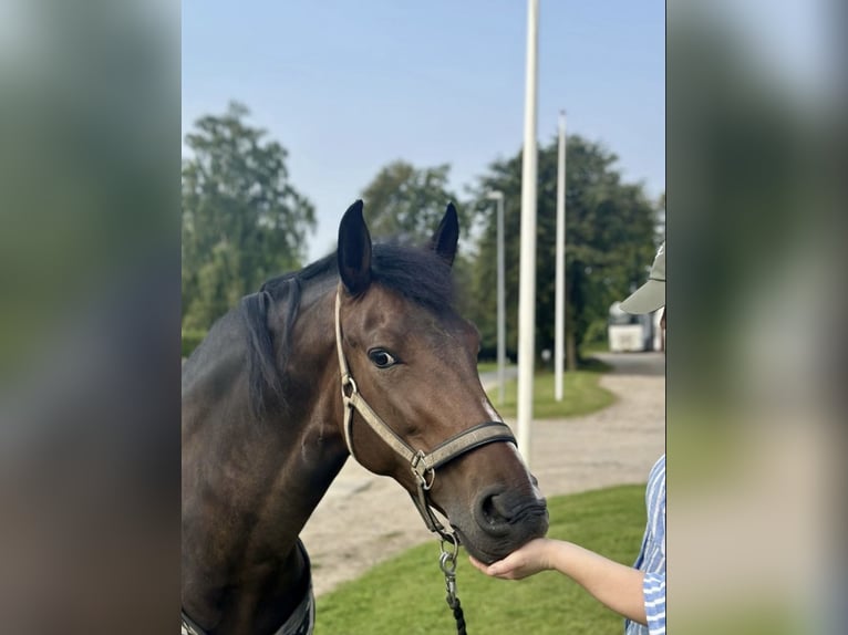 PRE Mix Wallach 8 Jahre 157 cm Brauner in Skødstrup