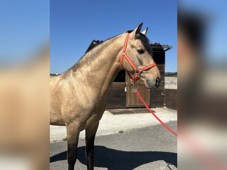 PRE Mix Wallach 8 Jahre 157 cm Buckskin in Affoltern am Albis