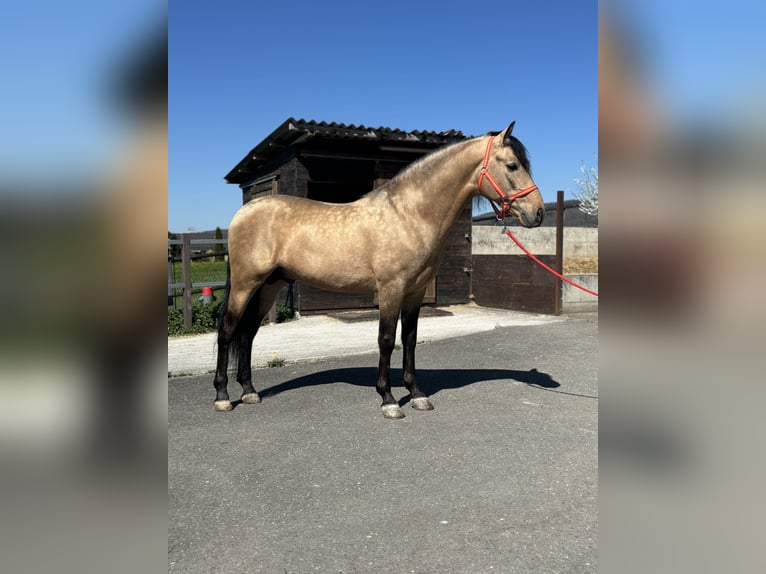 PRE Mix Wallach 8 Jahre 157 cm Buckskin in Affoltern am Albis