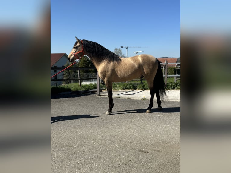 PRE Mix Wallach 8 Jahre 157 cm Buckskin in Affoltern am Albis
