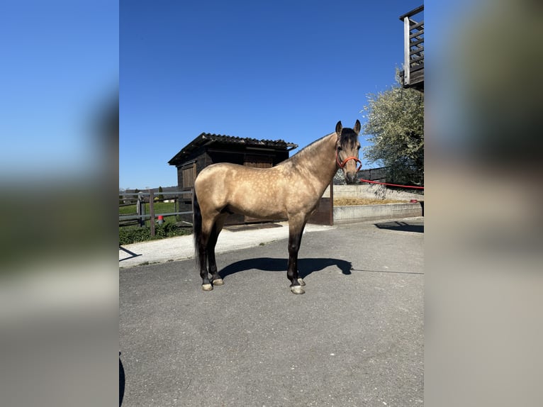 PRE Mix Wallach 8 Jahre 157 cm Buckskin in Affoltern am Albis