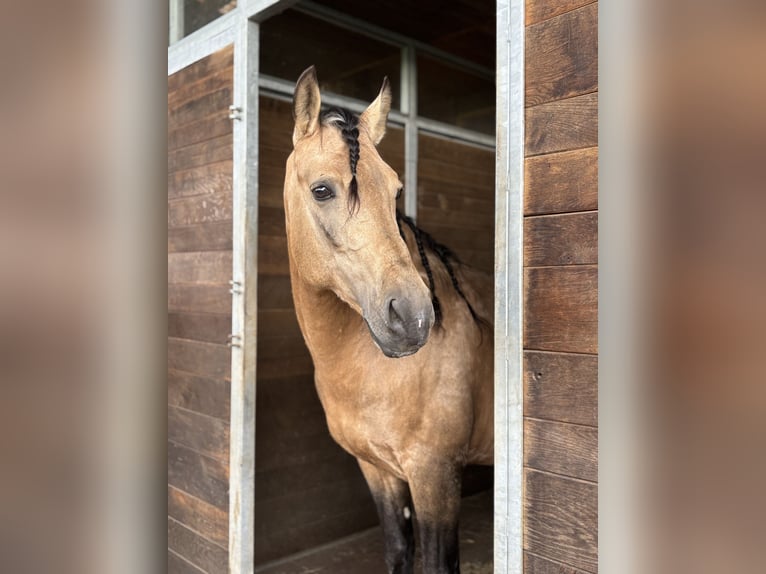 PRE Mix Wallach 8 Jahre 157 cm Buckskin in Affoltern am Albis